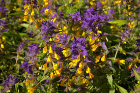 Attēlu rezultāti vaicājumam “Melampyrum nemorosum”