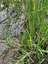 Attēlu rezultāti vaicājumam “Triglochin maritimum flower”
