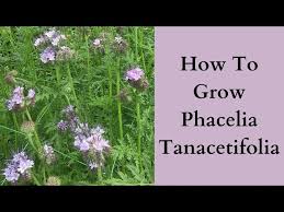 Image result for Phacelia