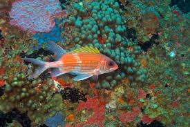 Image result for Holocentrus adscensionis