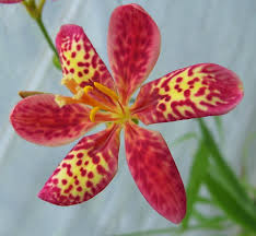 Image result for Pardancanda norrisii