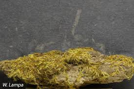 Attēlu rezultāti vaicājumam “Pylaisia polyantha”