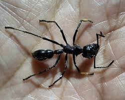 Attēlu rezultāti vaicājumam “Formicidae”