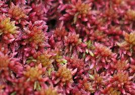 Attēlu rezultāti vaicājumam “Sphagnum tenellum”