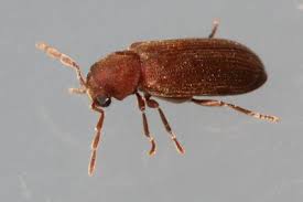 Attēlu rezultāti vaicājumam “Anobiidae”