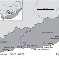 Image result for Chrysoblephus cristiceps