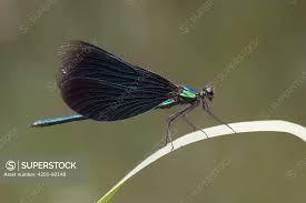 Attēlu rezultāti vaicājumam “Calopteryx virgo male”