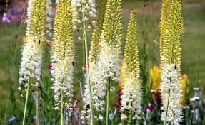 Image result for Steppenkerze