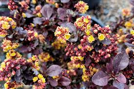 Attēlu rezultāti vaicājumam “Berberis thunbergii flower”