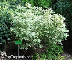 Attēlu rezultāti vaicājumam “Eleutherococcus sessiliflorus”