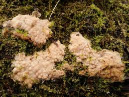 Attēlu rezultāti vaicājumam “Schizopora paradoxa”