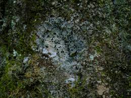 Attēlu rezultāti vaicājumam “Megalaria grossa”