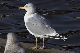 Attēlu rezultāti vaicājumam “Larus argentatus adult”