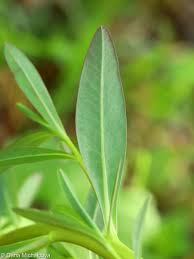 Attēlu rezultāti vaicājumam “Euphorbia palustris fruit”