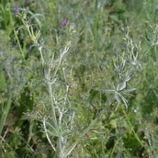 Attēlu rezultāti vaicājumam “Geranium dissectum leaf”