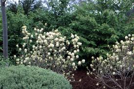 Attēlu rezultāti vaicājumam “Fothergilla major”