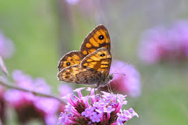 Attēlu rezultāti vaicājumam “Lasiommata megera female”