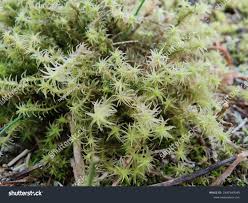 Attēlu rezultāti vaicājumam “Dicranales”