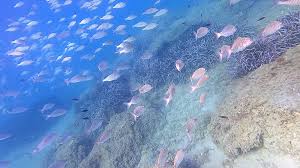 Image result for Polysteganus undulosus
