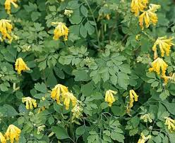 Attēlu rezultāti vaicājumam “Corydalis”