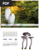 Attēlu rezultāti vaicājumam “Diderma subincarnatum”