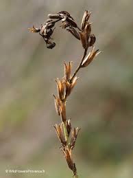 Attēlu rezultāti vaicājumam “Oenothera biennis bud”