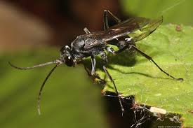 Attēlu rezultāti vaicājumam “Pompilidae”