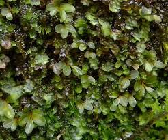Attēlu rezultāti vaicājumam “Rhizomnium punctatum sporophyte”
