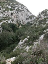 Attēlu rezultāti vaicājumam “Acaulon muticum sporophyte”