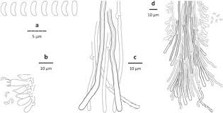Attēlu rezultāti vaicājumam “Skeletocutis stellae”