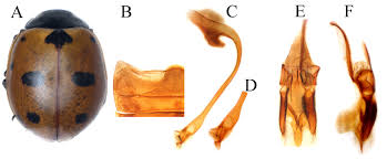 Attēlu rezultāti vaicājumam “Coccinella quinquepunctata”