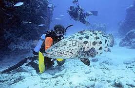 Image result for Epinephelus tukula