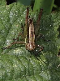 Attēlu rezultāti vaicājumam “Metrioptera roeselii”