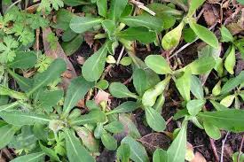 Attēlu rezultāti vaicājumam “Pilosella officinarum leaf”