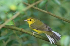 Image result for Wilsonia citrina