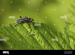 Attēlu rezultāti vaicājumam “Cantharis obscura”