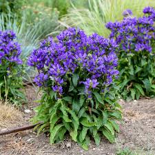 Image result for Campanula lingulata