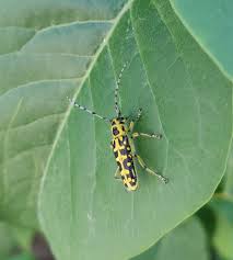 Attēlu rezultāti vaicājumam “Saperda scalaris”