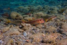 Image result for Mullus surmuletus