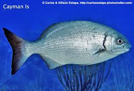 Image result for Kyphosus