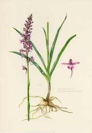 Attēlu rezultāti vaicājumam “Gymnadenia conopsea flower”