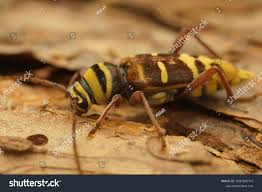 Attēlu rezultāti vaicājumam “Plagionotus detritus imago”