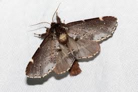 Attēlu rezultāti vaicājumam “Odontosia carmelita”