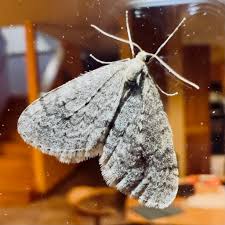 Attēlu rezultāti vaicājumam “Operophtera”