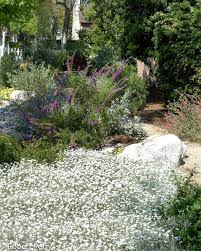 Image result for cerastium tomentosum