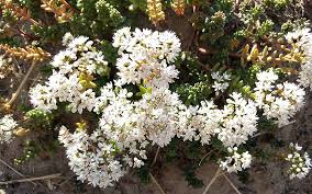 Image result for Mauerpfeffer