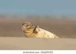 Image result for Phoca vitulina