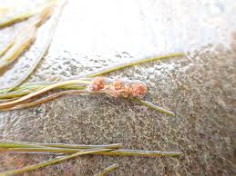 Attēlu rezultāti vaicājumam “Stuckenia filiformis flower”