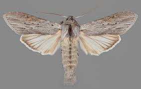 Attēlu rezultāti vaicājumam “Cucullia umbratica”