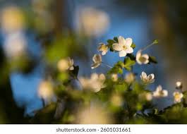 Attēlu rezultāti vaicājumam “Isopyrum thalictroides flower”